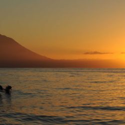 Swimming with dolphins