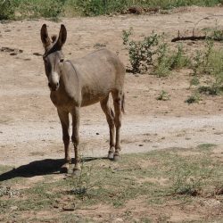 Viaggio in Oman