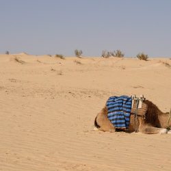 3713 - Voyage Hiver, Petits nomades du Sahara - 1