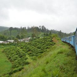 3608 - Grand tour du Sri Lanka - 1