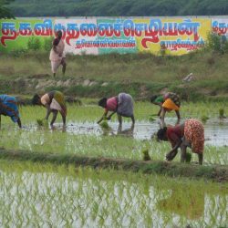 Volunteer work for the Irula tribe