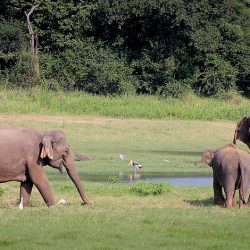 3634 - Le Sri Lanka à petit pas - 1