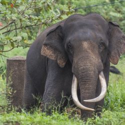 Grand Tour of Sri Lanka