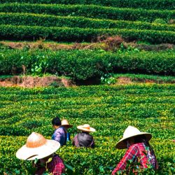 3698 - On the Tea Route, from Yunnan to Beijing - 1