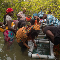 3515 - Discovering Senegal through ICD Afrique projects - 1