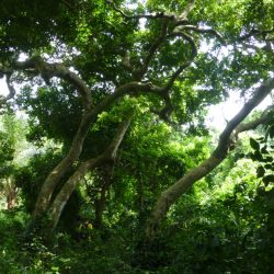 3574 - Couleurs du Sud-Bénin - 1