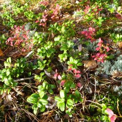 3696 - Stockholm nature - 1