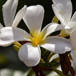 Bali-Lombok Reisfelder und türkisfarbenes Meer