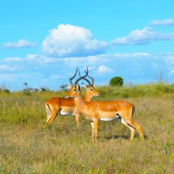 3607 - Giraffe Safari Tour - 1