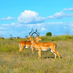 3607 - Giraffe Safari Tour - 1