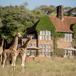 3607 - Girafe Safari Tour - 1