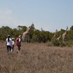 3607 - Girafe Safari Tour - 1