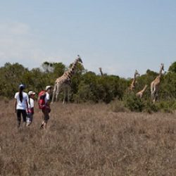 3607 - Giraffe Safari Tour - 1