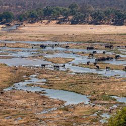 AFRIQUE DU SUD ECOLE SAUVAGE : IMMERSION DANS LE BUSH herd-of-elephants-4698150_1920