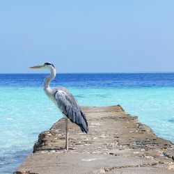 THE MALDIVES OTHERWISE HURAA ISLAND