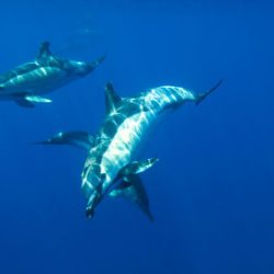 Swimming with dolphins