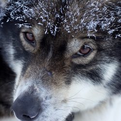 Papá Noel en Laponia lobo
