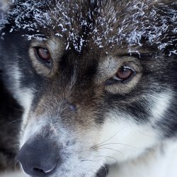 Father Christmas in Lapland wolf