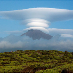 ACORES balene e delfini selvatici