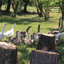 PAUSA DE MEDITACIÓN DE DESINTOXICACIÓN ORGÁNICA