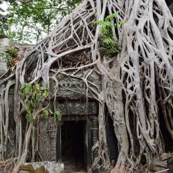 3556 - Carte postale du Cambodge - 1