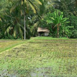 Sumatra Peuples de la Terre