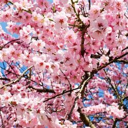 Culture japonaise cerisier en fleur