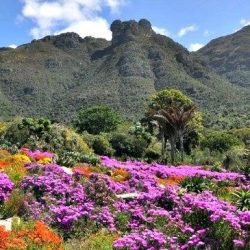 3619 - L’aventurier de Cape Town - 1