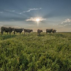 Von der Wüste in die Steppe, Begegnung mit den Nomaden