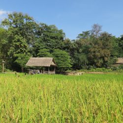 Market gardening in Laos