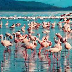 3641 - Lugares imprescindibles de Kenia - 1