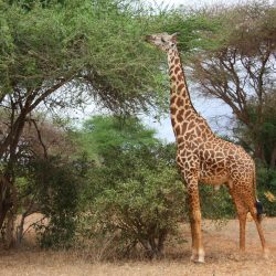 3641 - Kenya's must-sees - 1