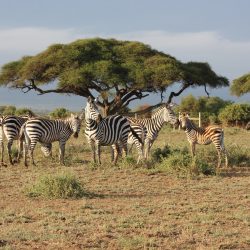 3641 - Kenya's must-sees - 1