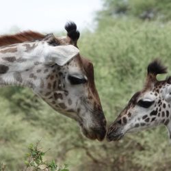 TANZANIE KILIDOVE