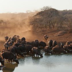 3650 - MIS PRIMEROS PASOS EN SUDÁFRICA - 1