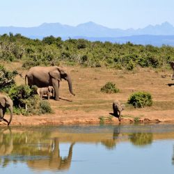 3650 - MEINE ERSTEN SCHRITTE IN SÜDAFRIKA - 1