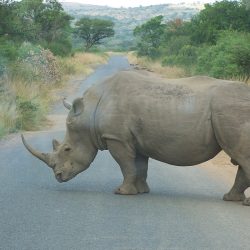 3650 - MES PREMIERS PAS EN AFRIQUE DU SUD - 1
