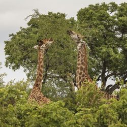 3650 - MIS PRIMEROS PASOS EN SUDÁFRICA - 1