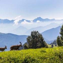 MONT AIGUILLE UND TRESORS DU DIOIS