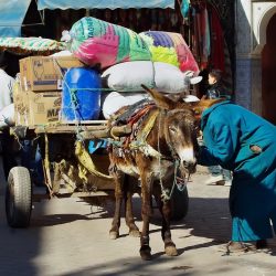 3713 - Winter Journey, Little Nomads of the Sahara - 1