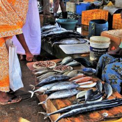 Große Rundreise durch Sri Lanka