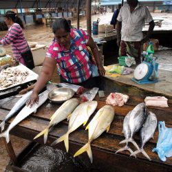 3634 - Le Sri Lanka à petit pas - 1