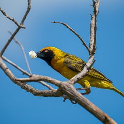 TANZANIA KILIDOVE