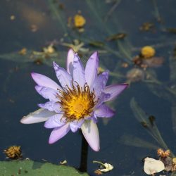 AFRIQUE DU SUD ECOLE SAUVAGE : IMMERSION DANS LE BUSH ngwenyalodge-3823911_1920