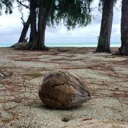 Kokosnuss Polynesien