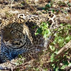 SOUTH AFRICA VOLUNTEERING LEOPARD REHABILITATION CENTRE