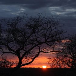 AFRIQUE DU SUD ECOLE SAUVAGE :  LE BUSH