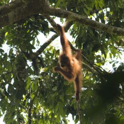 Sumatra Peuples de la Terre