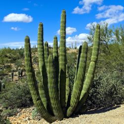 sonora desert trek