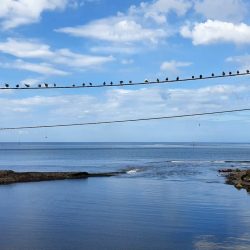 panoramic birds Polynesia